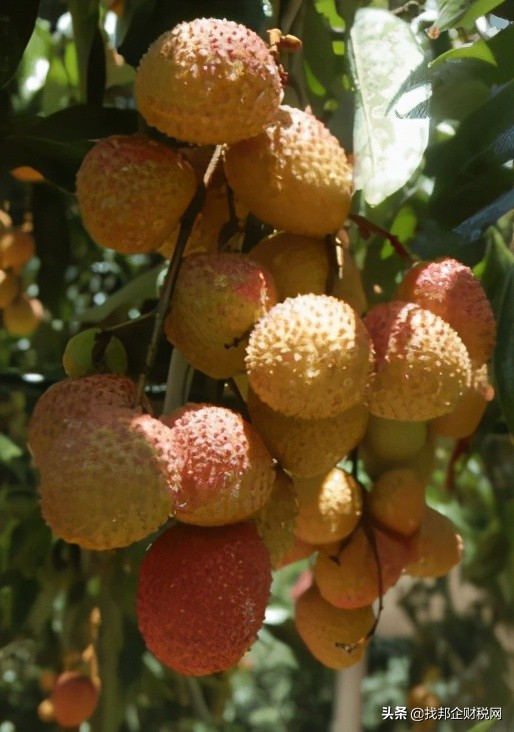 适合春天夏天摆摊的小项目,适合夏天摆地摊的低成本项目