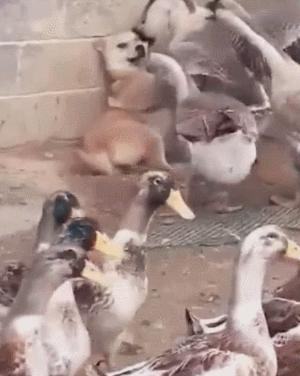 冷知识鹅,冷知识白鹅