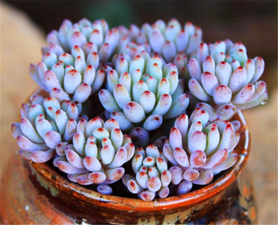 粉蓝多肉的图片,多肉粉色提示图