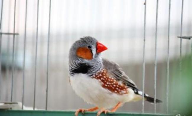 真的适合成对养！珍珠鸟这样养才更好