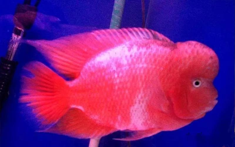 鱼缸里死了鱼有腥臭味怎么处理,鱼缸换水后第二天腥臭味很重