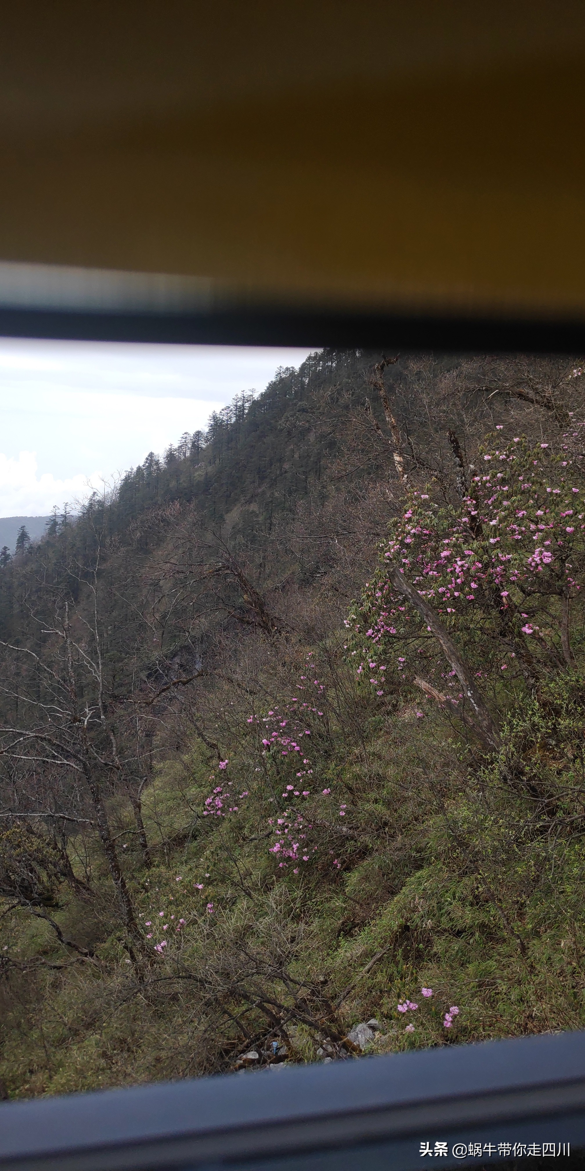 成都去西岭雪山两天一夜旅游团,成都出发雪山旅游