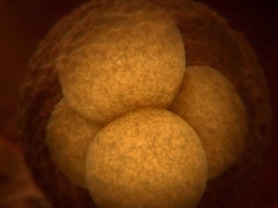 关于精子卵子结合的纪录片,精子卵子结合讲解视频