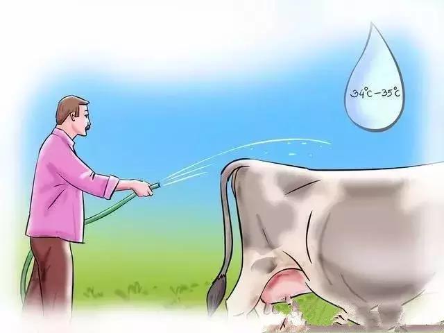 给母牛人工授精的步骤,给牛人工授精注意哪些