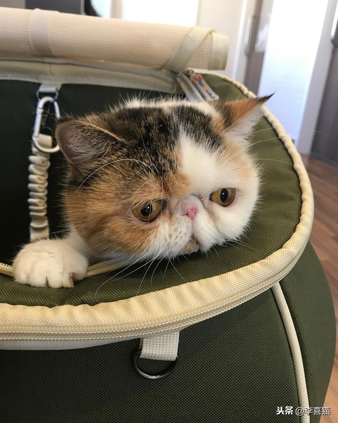 不同品种的猫咪特点,几种不同品种猫咪