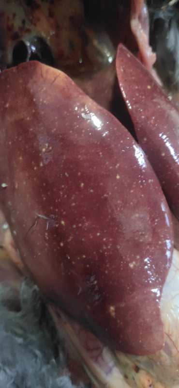 家禽疫病监测方案有哪些,家禽消毒杀菌用什么药