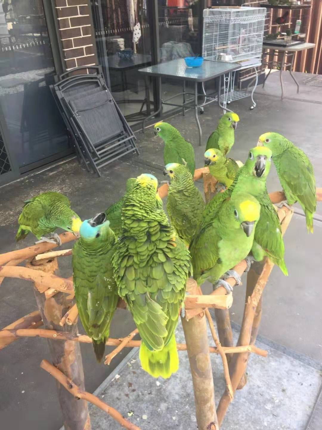 逛鹦鹉鸟市场,逛澳洲