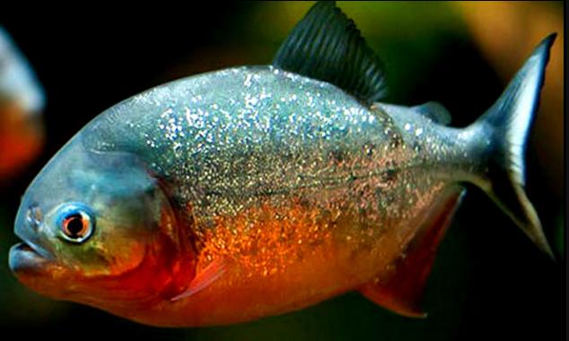 极具攻击性的观赏鱼有哪些,常见的攻击性强的观赏鱼