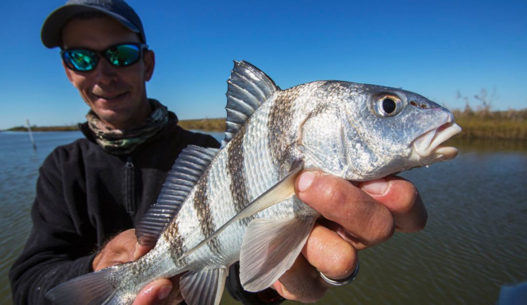 普通鱼胶和花胶有什么区别,花胶和鱼胶的区别在哪里