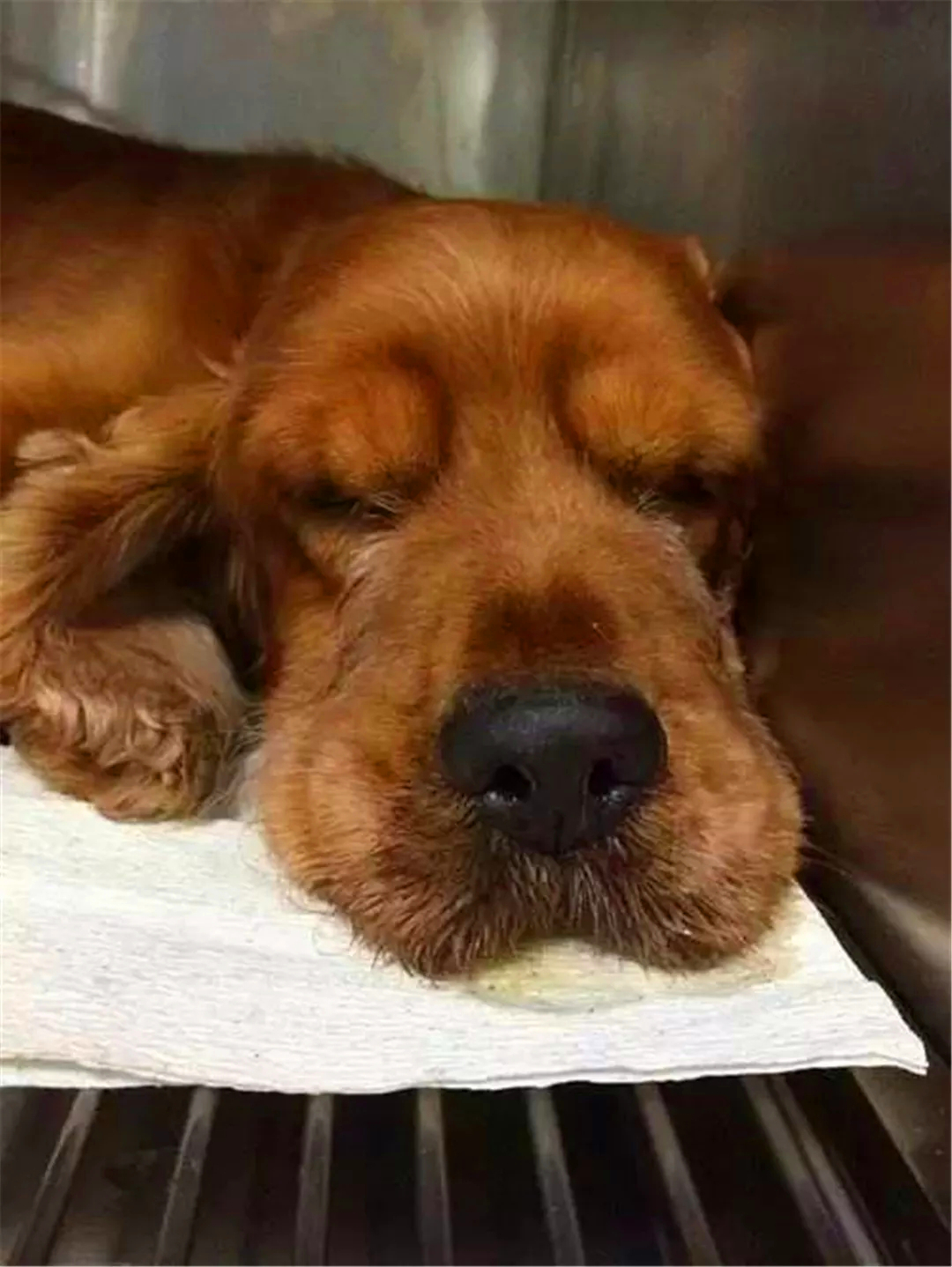 狗狗突然呕吐黄色液体是什么原因,狗狗突然呕吐喂生理盐水