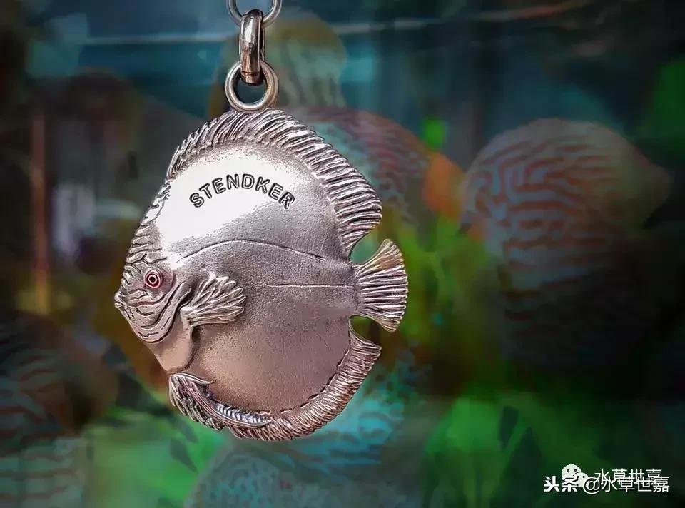 七彩神仙鱼水族箱布景,七彩神仙鱼苗繁殖技术