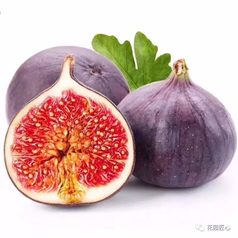 想自己种一棵树,想种自己的树