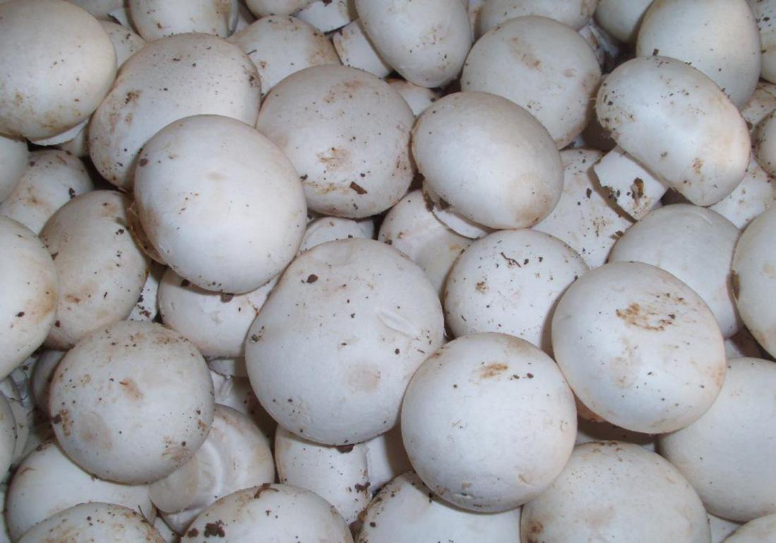 双孢菇种植技术和管理,双孢菇种植需要什么条件