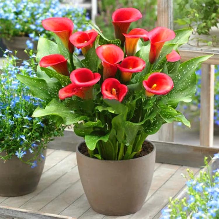 马蹄莲要怎样才能多开花,马蹄莲开花的正确方法