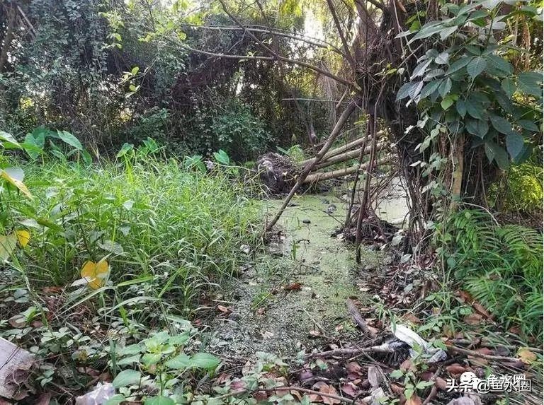 泰国斗鱼和中国斗鱼的杂交品种,中国斗鱼与泰国斗鱼哪个更厉害