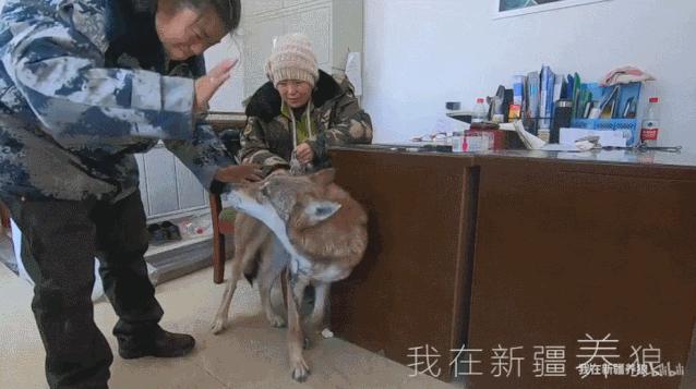 养狼disco：我在*疆新**，把狼养成了哈士奇