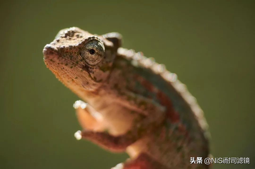 「测评」南非NiSi官方大使近摄镜使用心得