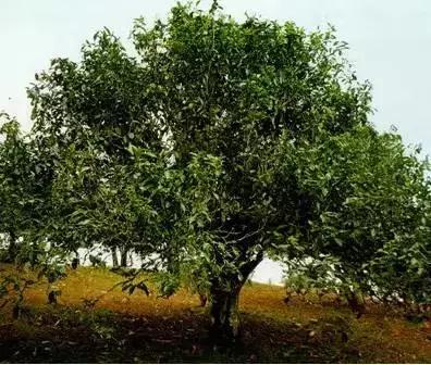 中国六大普洱茶山,普洱真正的六大茶山