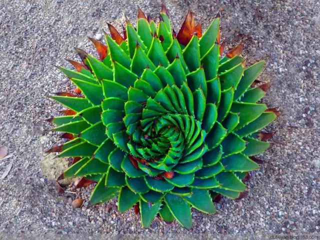 世界上最稀有最名贵的花,世界上最漂亮名贵的花