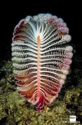 送给群友的美图,最新群相册大全