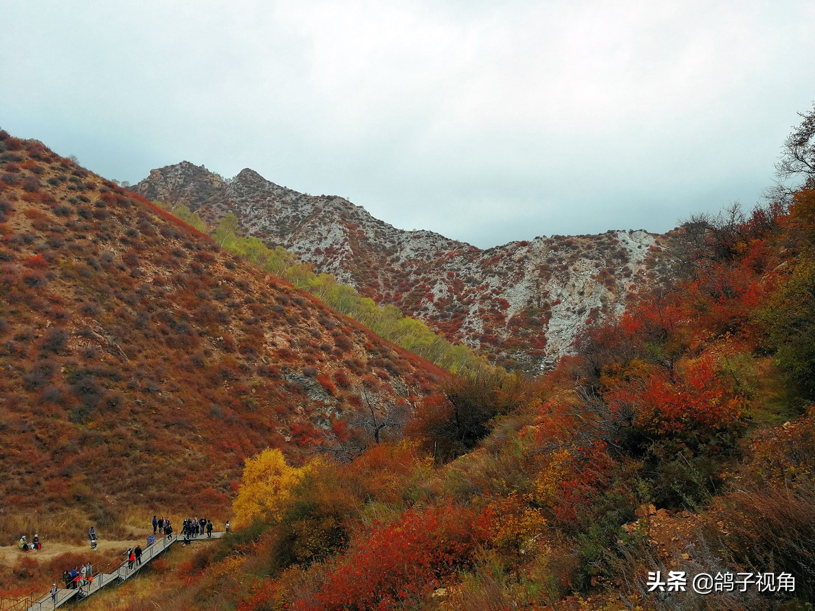 深秋兴安落叶松,深秋落叶的层林尽染美景图片