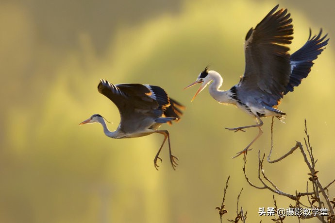 在摄影中如何运用大光圈,光圈拍摄十大最佳光圈