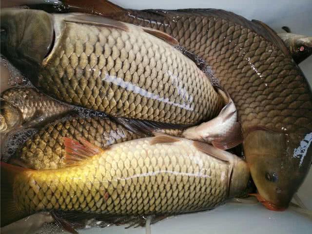 黑坑钓鱼和野钓的区别,为什么说野钓的钓不了黑坑