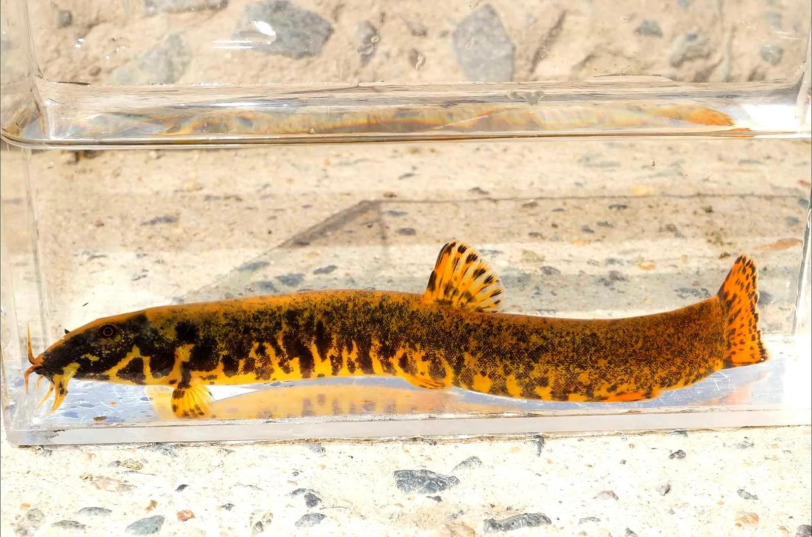 野生泥鳅品种图片大全大图,最大的泥鳅图片大全