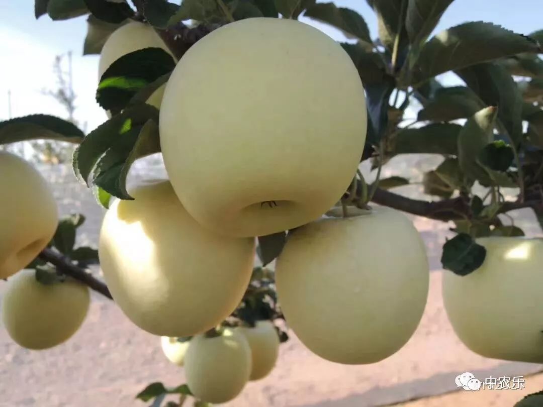 何巨才果园管理,何巨才谈苹果树控旺