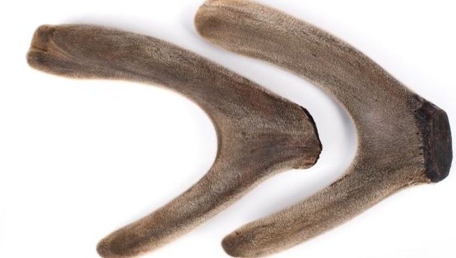 鹿茸菇怎么挑选的,好鹿茸怎么挑选