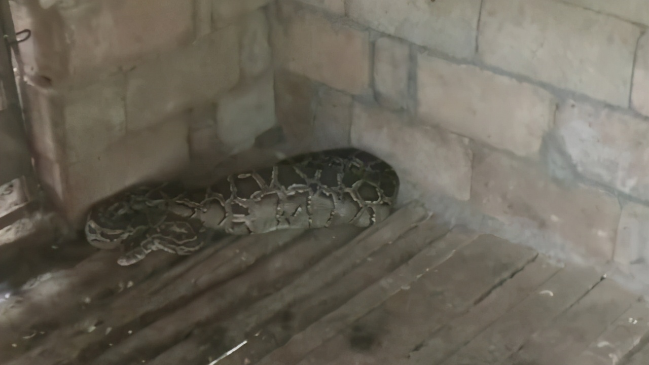 蟒蛇吞到大鹅,蟒蛇吞了一只鹅