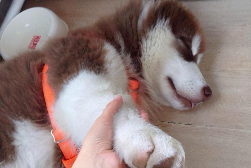 阿拉斯加犬的5大缺点，网友：就算想养也不敢养啊