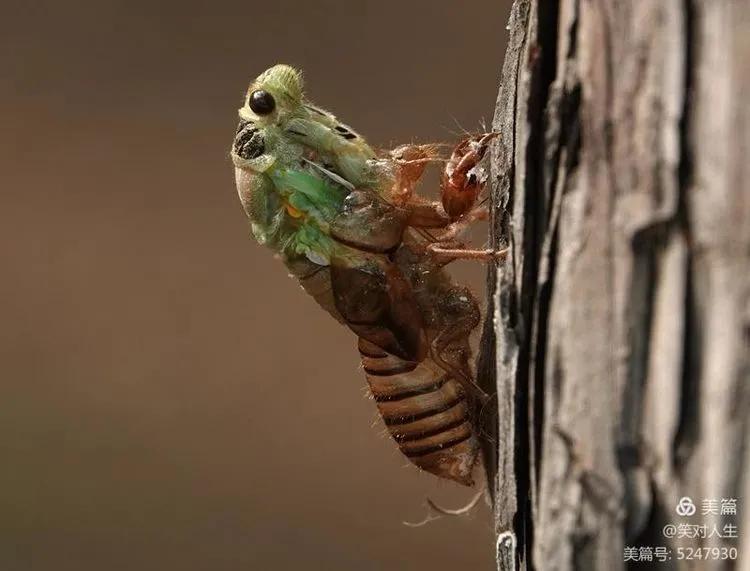 金蝉什么时间退壳,金蝉怎么延迟脱壳