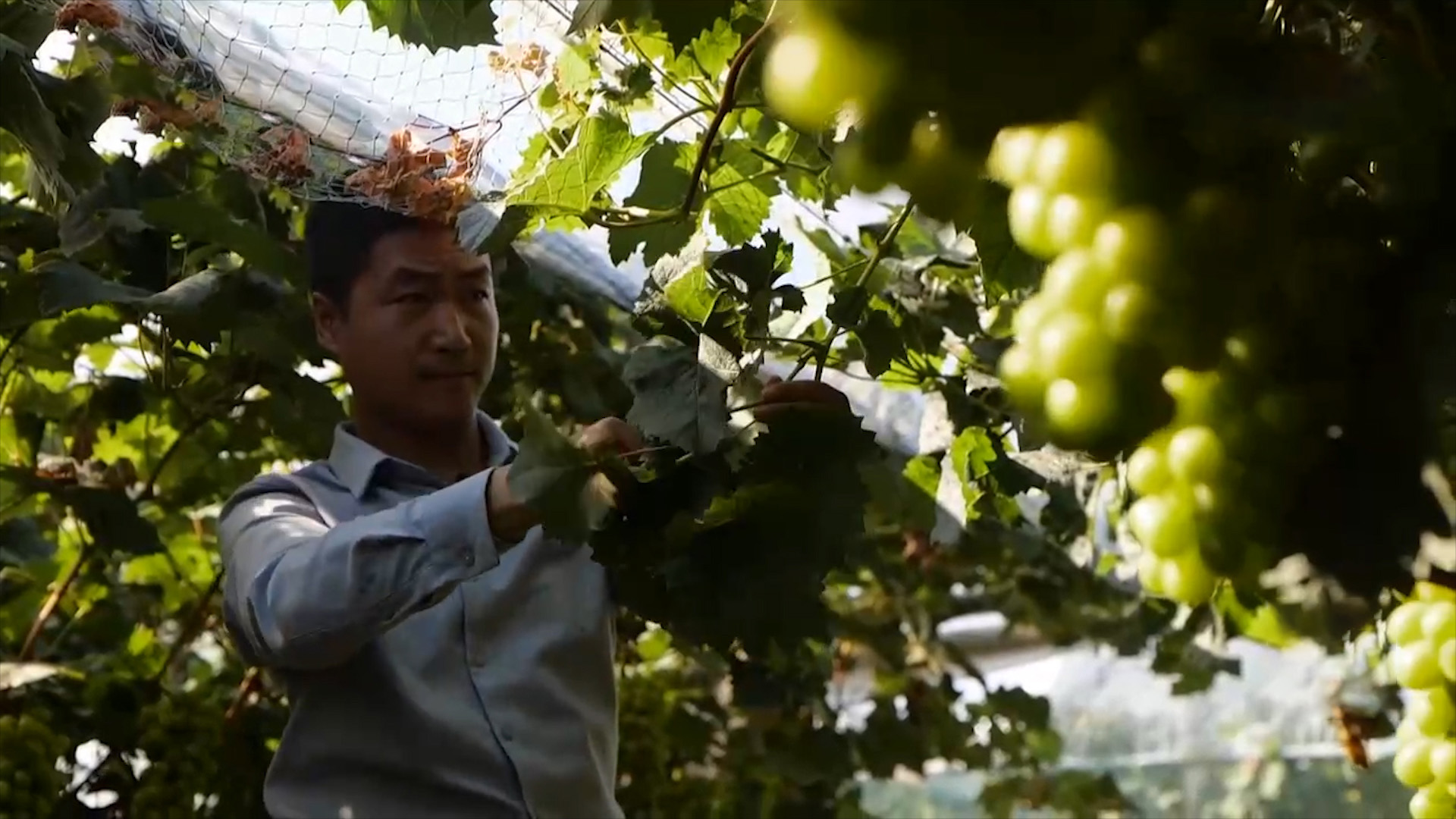 农村种植葡萄一年收入,80后小伙创业种葡萄