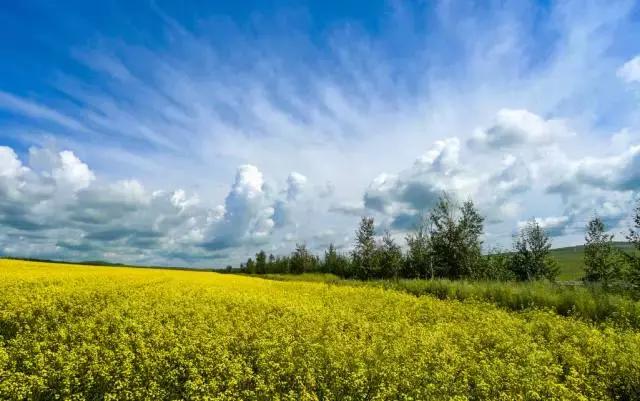 天津静海油菜花景点在哪里,天津油菜花旅游最佳路线图