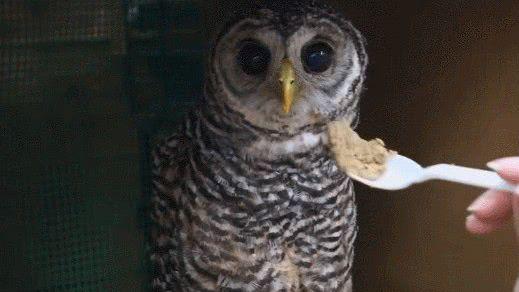 养猫头鹰猫头鹰会认主人吗,有可以当宠物养的猫头鹰吗