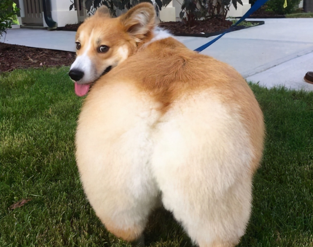 如何帮狗狗清理肛门腺?简单4步,实用有效