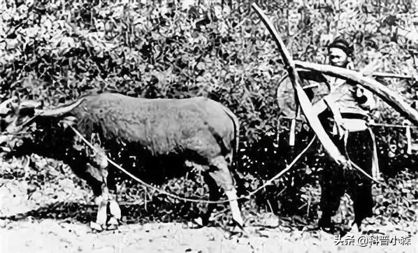 巴西是南美洲唯一的发达国家吗,巴西是南美洲的国家吗