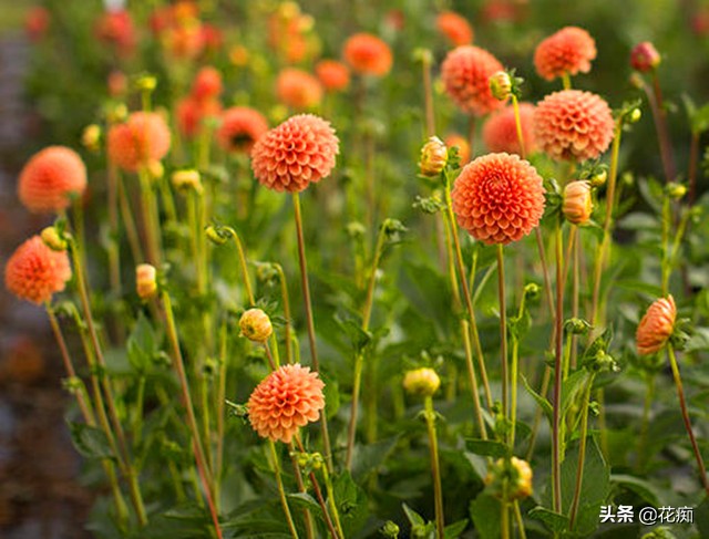 大丽花起球正当时，冬季这么存储，来年花开多又大