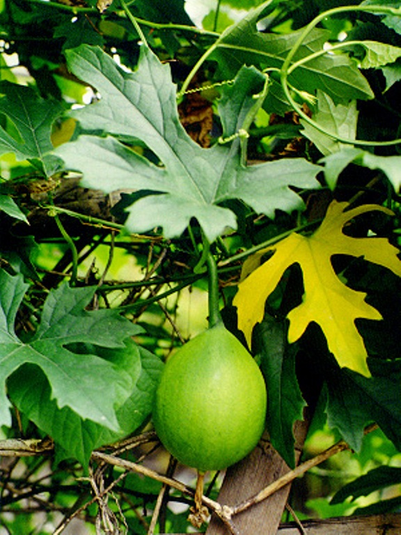 中药古今研究紫荆皮,中药古今研究姜黄