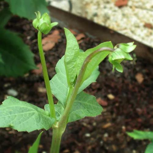 大丽花叶子发黄不开花,大丽花不开花施什么肥