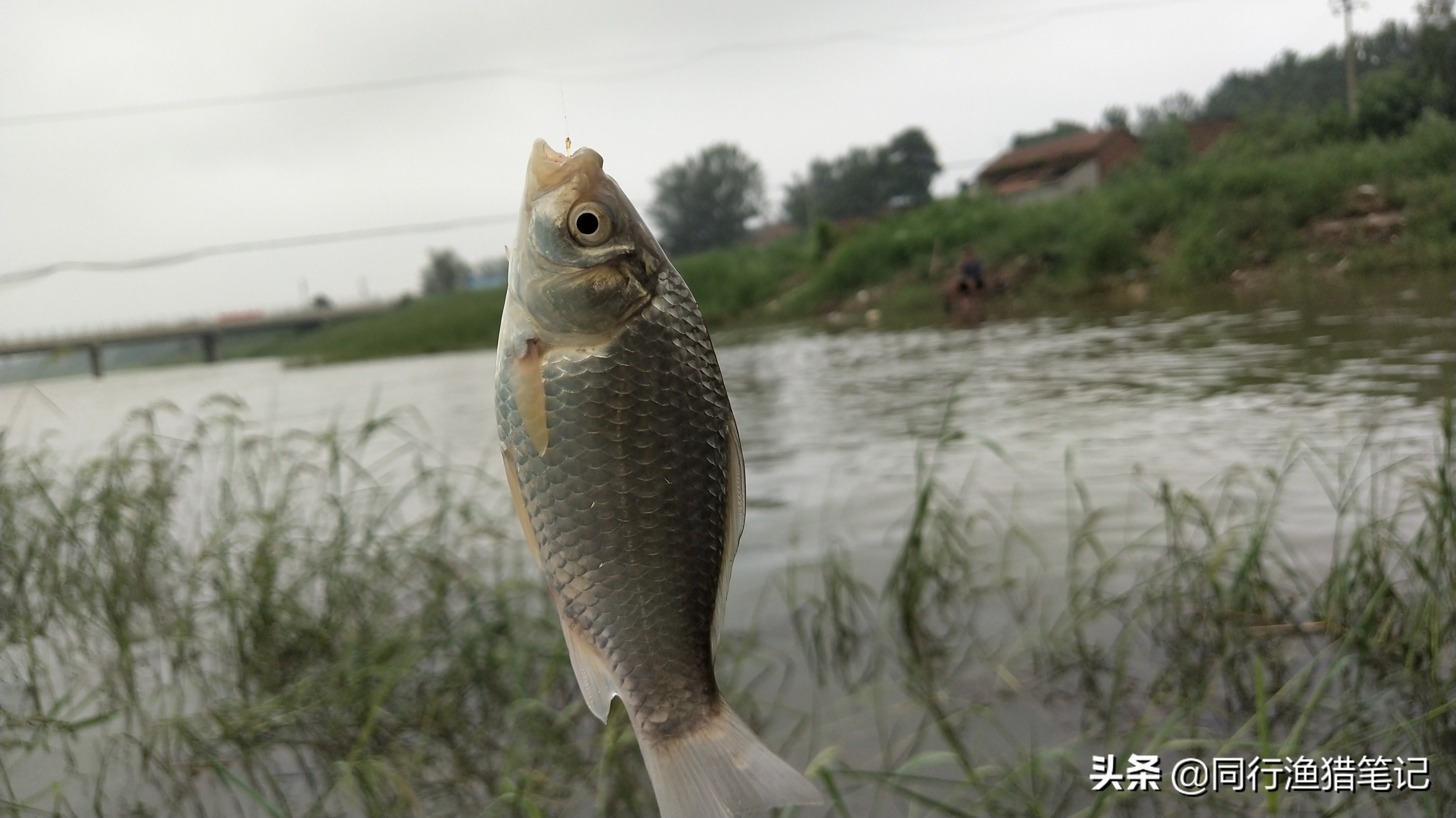 拉饵怎么拉出饱满饵球,拉饵怎么开出最好的状态