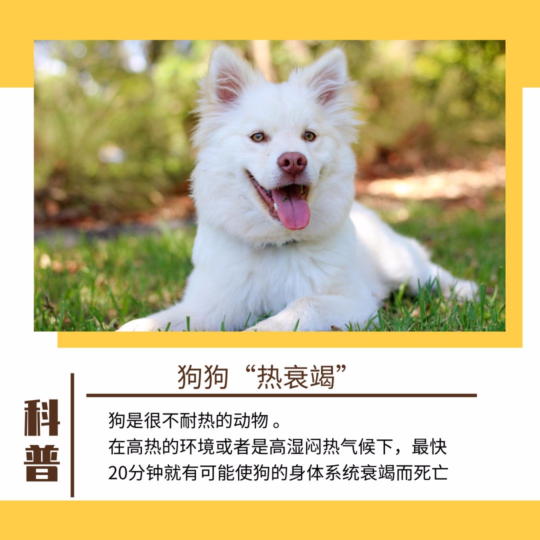 狗狗天气热生病怎么办呢,狗狗热了怎么办