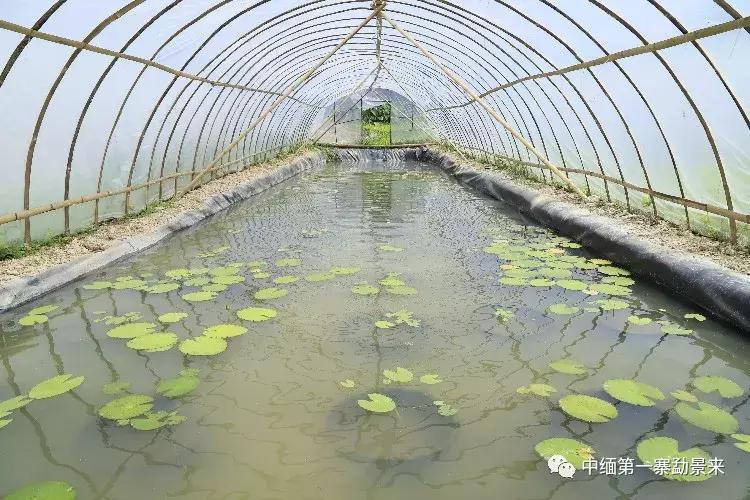 泰国顶级睡莲博士Dr.Nopchai版纳行，被勐景来圈粉