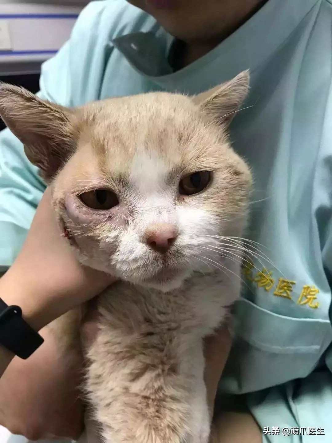 品种猫与土猫的区别,怎么分辨品种猫和土猫