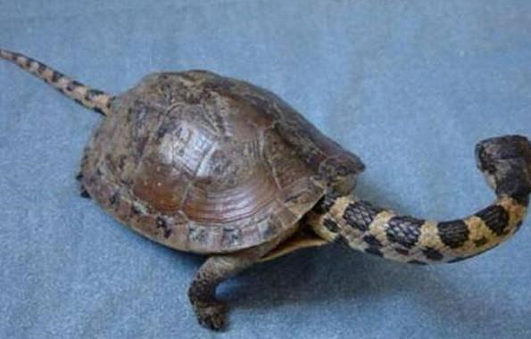 小伙意外捡到一只巨龟,男子在野外捡到了一只小刺龟