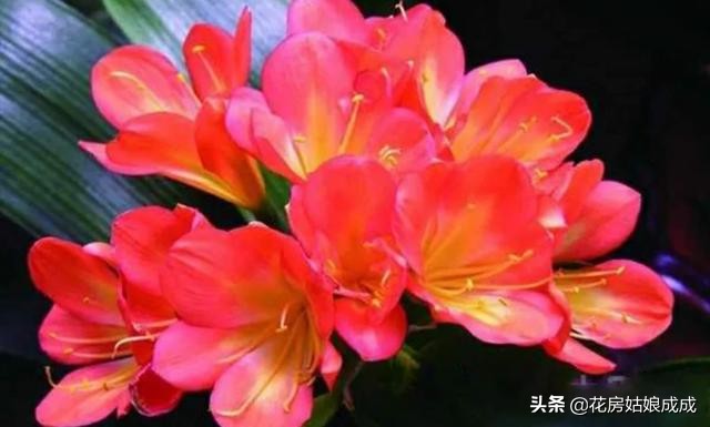 君子兰夹箭用鸡蛋能长出花箭吗,君子兰夹箭最好的处理办法