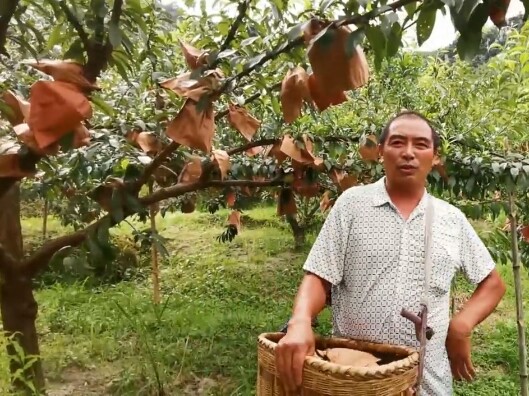 奈李管理完整视频,青奈李种植技术