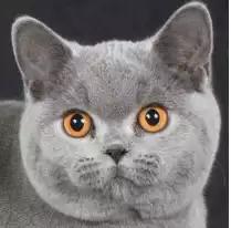 英国短毛猫怎么看品相赚钱,国际爱猫协会发声