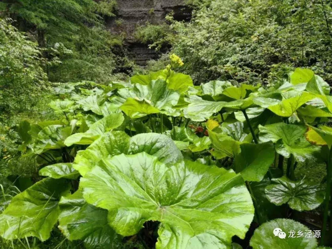 后来的我们，相遇在泾源